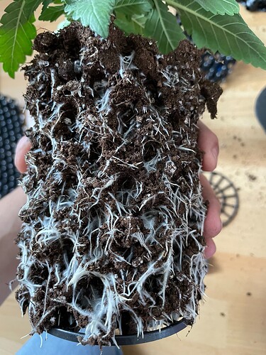 Growreport Bild 20