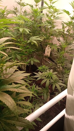 Growreport Bild 19