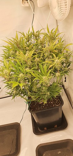 Growreport Bild 12