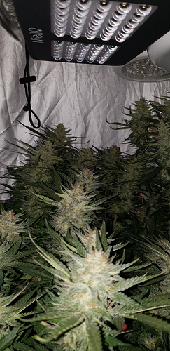 Growreport Bild 9