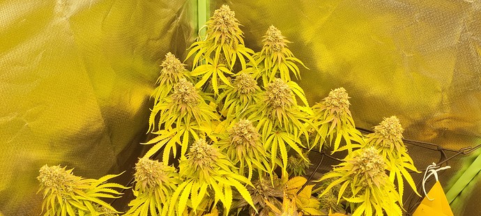 Growreport Bild 1