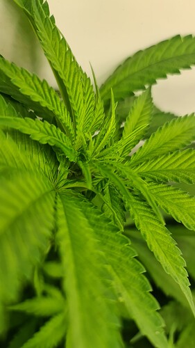Growreport Bild 17
