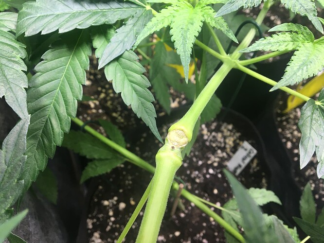 Growreport Bild 9