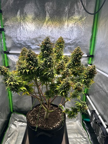 Growreport Bild 27