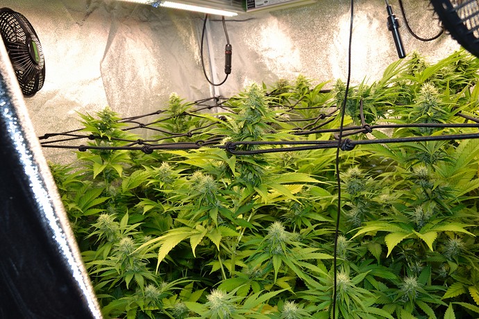Growreport Bild 3