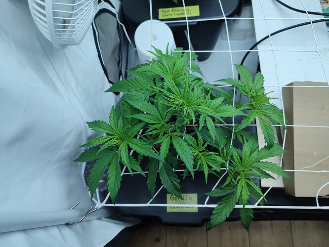 Growreport Bild 35