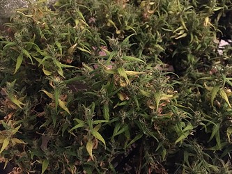 Growreport Bild 11