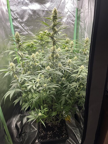 Growreport Bild 5