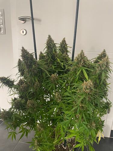 Growreport Bild 2