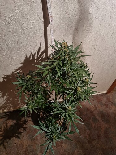 Growreport Bild 8