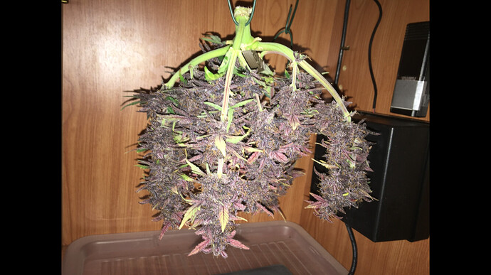 Growreport Bild 8