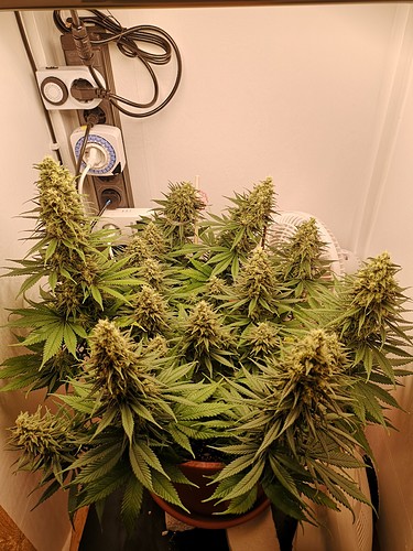 Growreport Bild 2