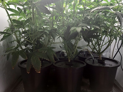 Growreport Bild 1