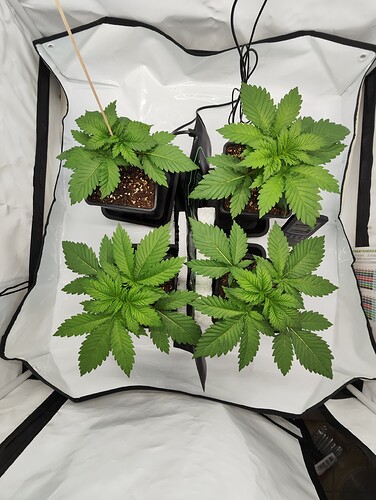 Growreport Bild 13
