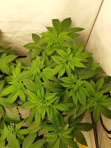 Growreport Bild 3