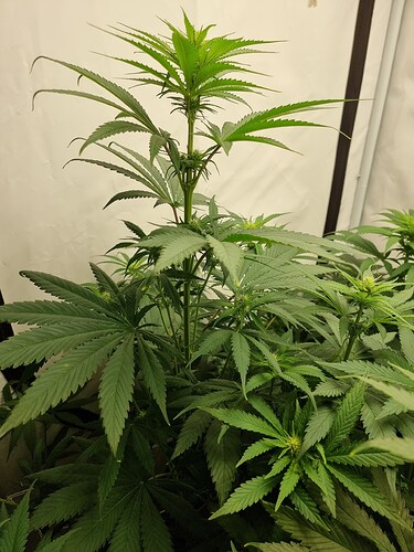 Growreport Bild 88