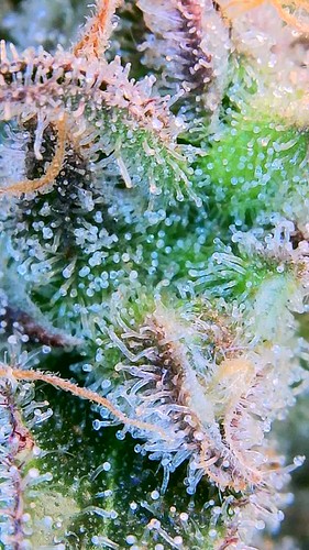 Growreport Bild 10
