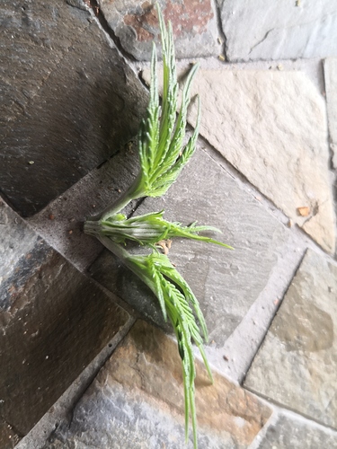 Growreport Bild 9
