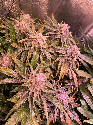 Growreport Bild 10