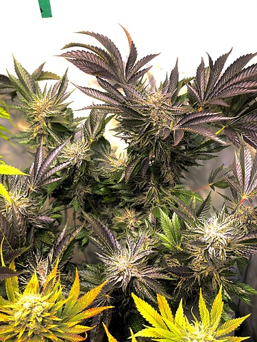 Growreport Bild 19