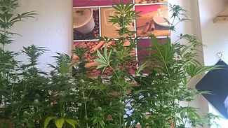 Growreport Bild 5