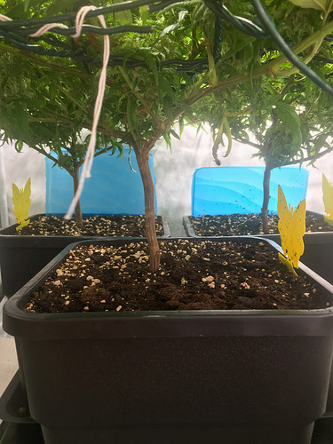 Growreport Bild 2