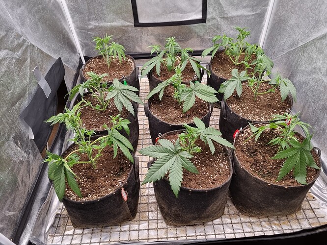 Growreport Bild 33