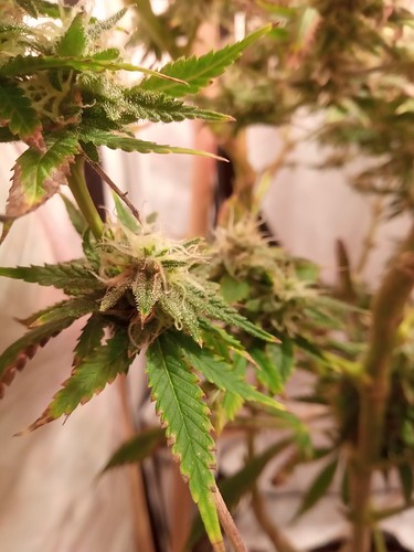 Growreport Bild 40