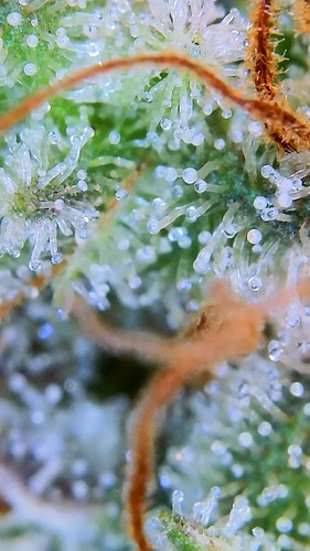 Growreport Bild 6