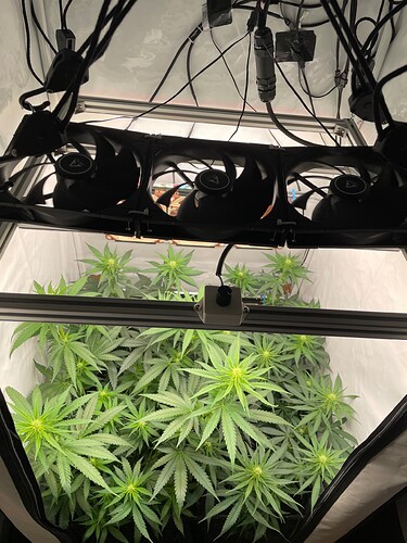 Growreport Bild 5