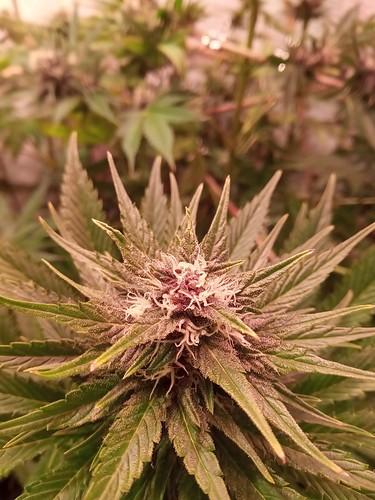 Growreport Bild 42