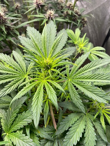 Growreport Bild 7