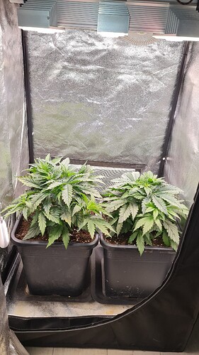 Growreport Bild 8