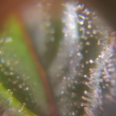 Growreport Bild 1
