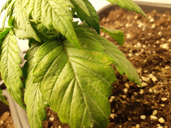 Growreport Bild 5