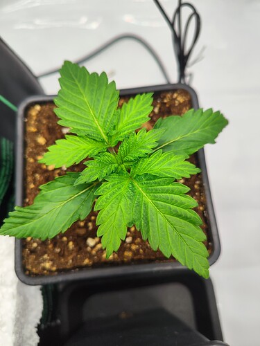 Growreport Bild 6