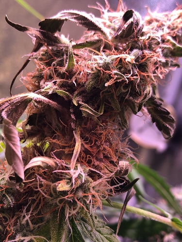 Growreport Bild 35