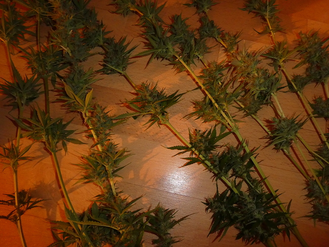 Growreport Bild 6