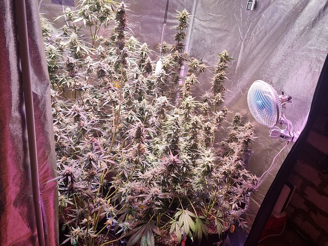 Growreport Bild 62