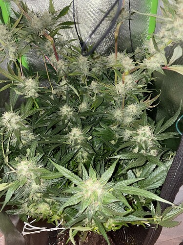 Growreport Bild 12
