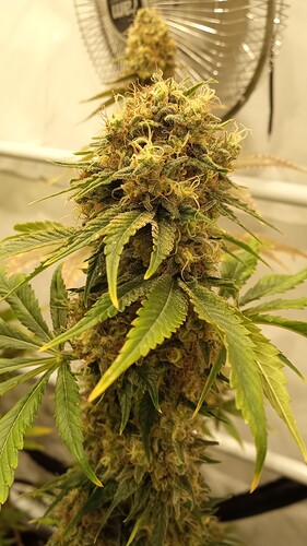 Growreport Bild 4