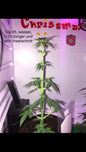 Growreport Bild 3