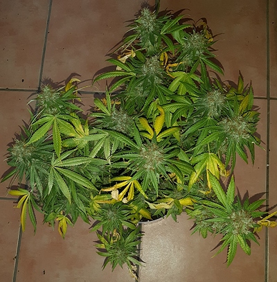Growreport Bild 17