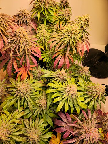Growreport Bild 40
