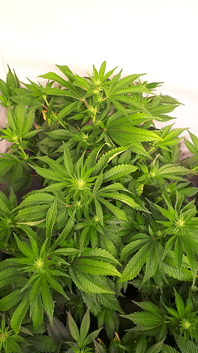 Growreport Bild 6