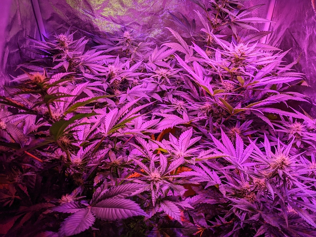 Growreport Bild 2