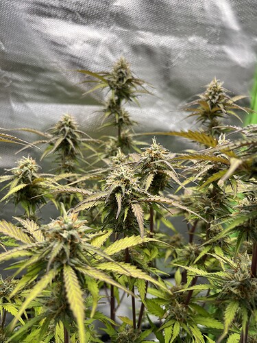 Growreport Bild 3