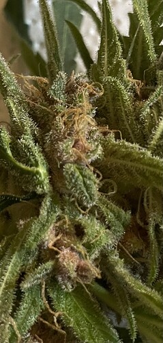Growreport Bild 15