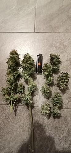 Growreport Bild 4