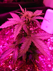 Growreport Bild 7